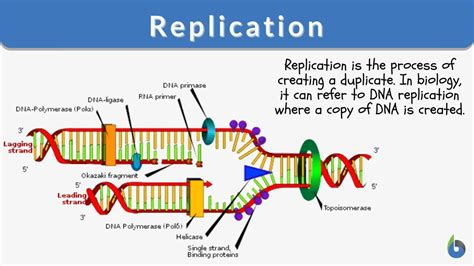 replicate biology definition.